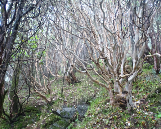 Thicket of Rhododendron thomsonii 