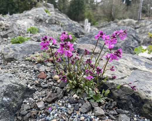 Arabis macdonaldiana    