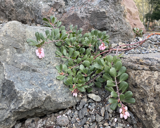 Arctostaphylos x media 