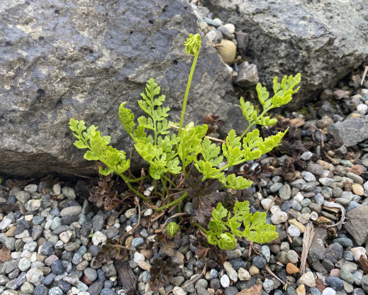 Cryptogramma acrostichoides     