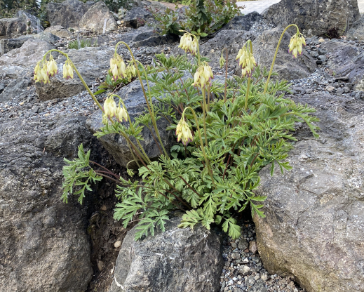 Dicentra formosa subsp. oregana