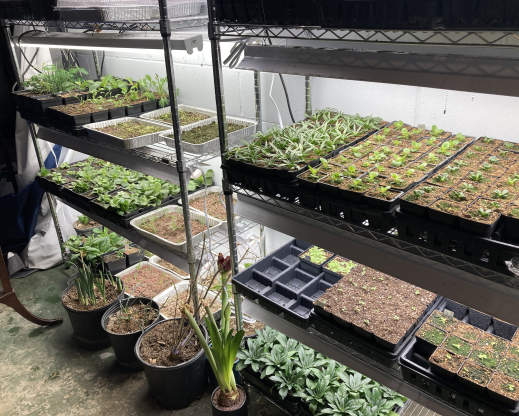 My basement grow light set up. My basement grow light set up.