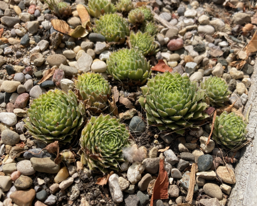 Sempervivum in the garden catch my neighbors' attention. Sempervivum in the garden catch my neighbors' attention.
