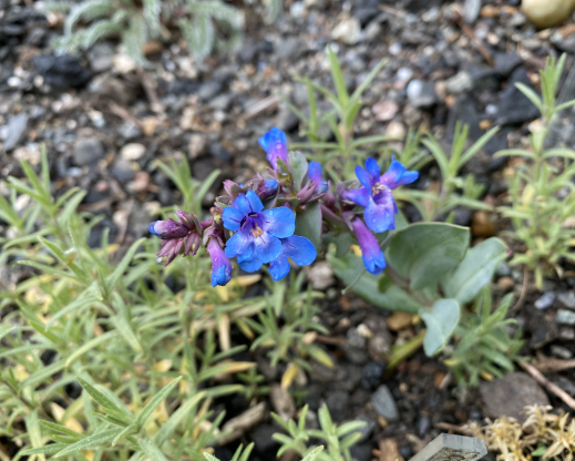 Penstemon mucronatus 