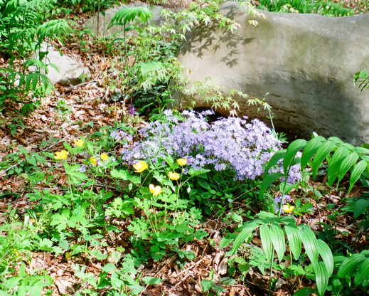 Phlox blooming by a stone Phlox blooming by a stone