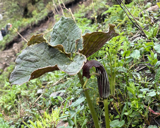 Arisaema cf. elephas