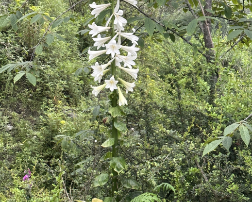 Cardiocrinum giganteum var. giganteum 
