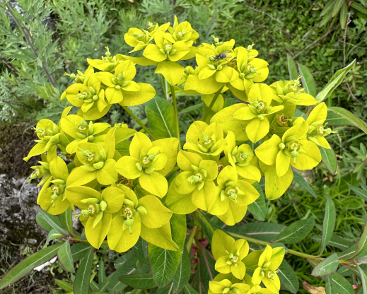 Euphorbia sikkimensis
