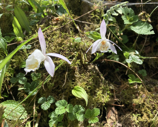 Pleione hookeriana