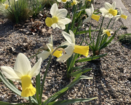 Narcissus ‘Trena’