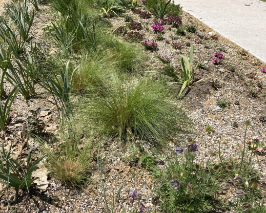 Plants starting to fill in.