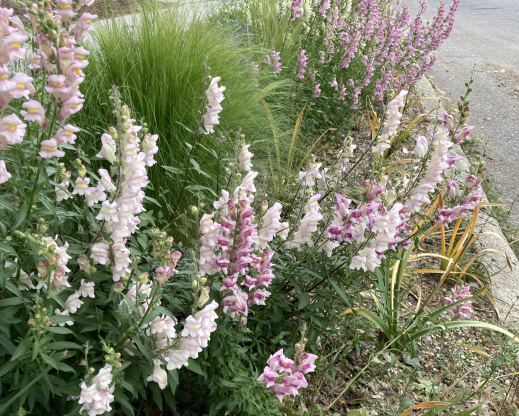 My own hybrid snapdragons in spring