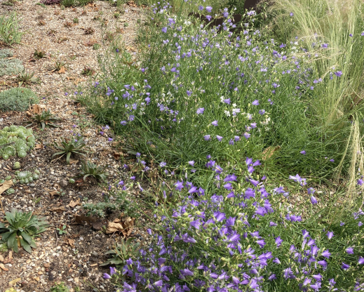 An unknown campanula 