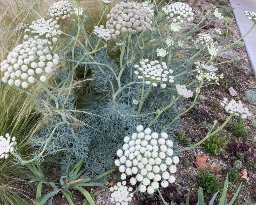 Moon carrot (Seseli gummiferum)