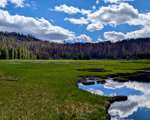 Wetlands often stop wildfires at their margins.