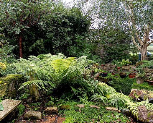 Australian tree fern (Dicksonia antarctica) 