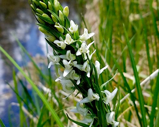 Sierra bog orchid (Platanthera dilatata var. leucostachys)