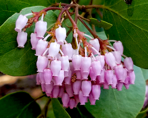 Greenleaf manzanita (Arctostaphylos patula)