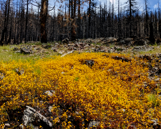 Seep monkeyflowers (Erythranthe guttata) bloom in the  aftermath of a high-severity burn.