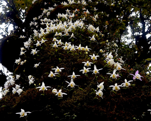 A large tree trunk covered by  Pleione hookeriana