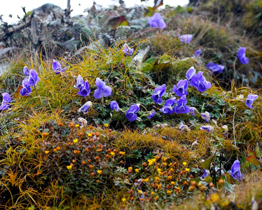 Aconitum fletcherianum