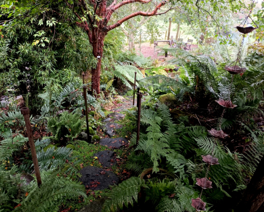 Garden view with Prunus serrula