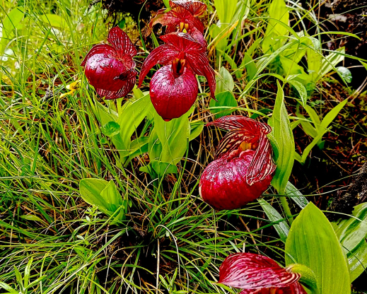 Cypripedium tibeticum Cypripedium tibeticum