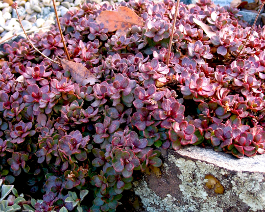 Eriogonum siskiyouense winter foliage     