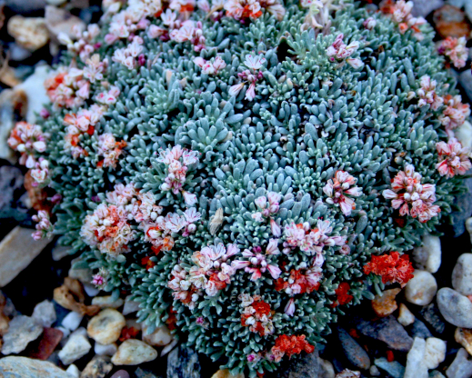 Eriogonum kennedyi var. alpigenum