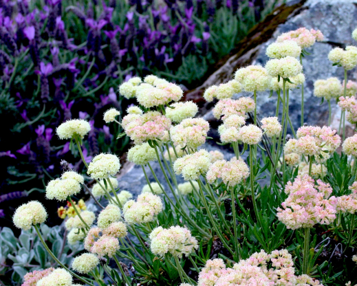 Eriogonum heracleoides var. minus   