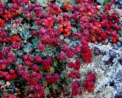 Eriogonum umbellatum var. minus    