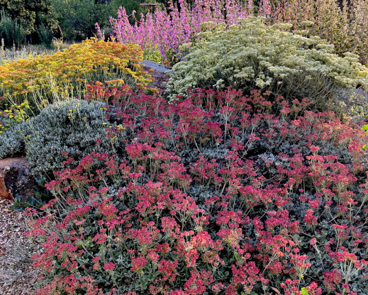 Eriogonum umbellatum ‘Alturas Red’ Eriogonum umbellatum ‘Alturas Red’
