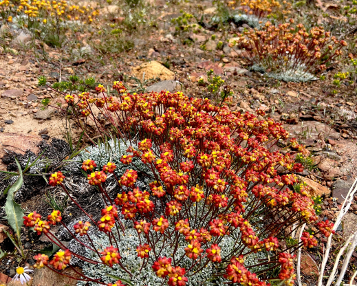 Eriogonum caespitosum Eriogonum caespitosum