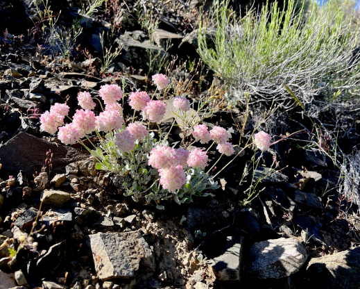Eriogonum ovalifolium var. purpureum Eriogonum ovalifolium var. purpureum