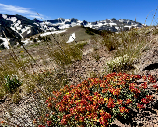 Eriogonum umbellatum var. covillei Eriogonum umbellatum var. covillei