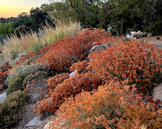 Late summer buckwheats in a dry garden Late summer buckwheats in a dry garden