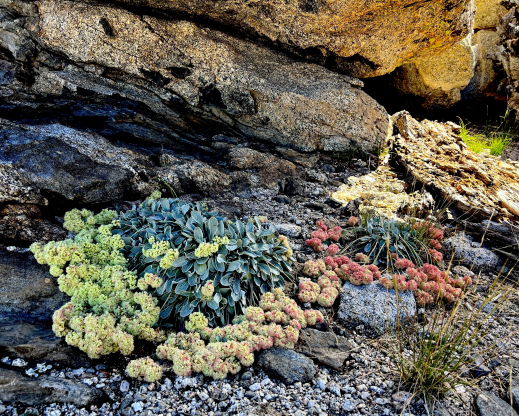 Eriogonum lobbii Eriogonum lobbii