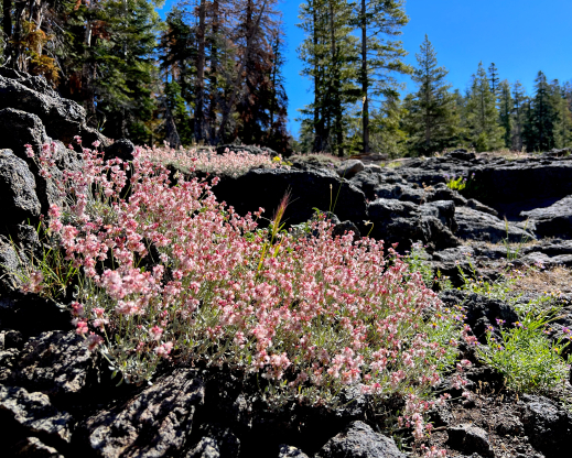 Eriogonum wrightii var. subscaposum Eriogonum wrightii var. subscaposum