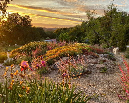 The front berm in the garden The front berm in the garden