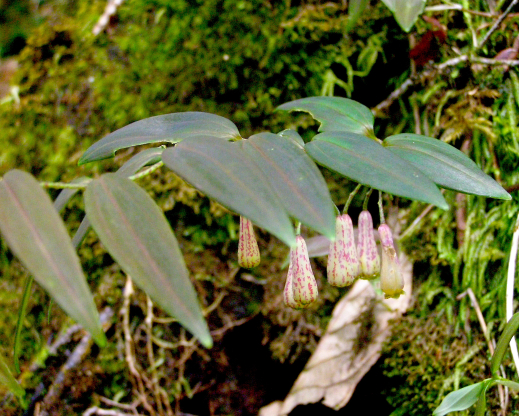 Polygonatum autumnale     