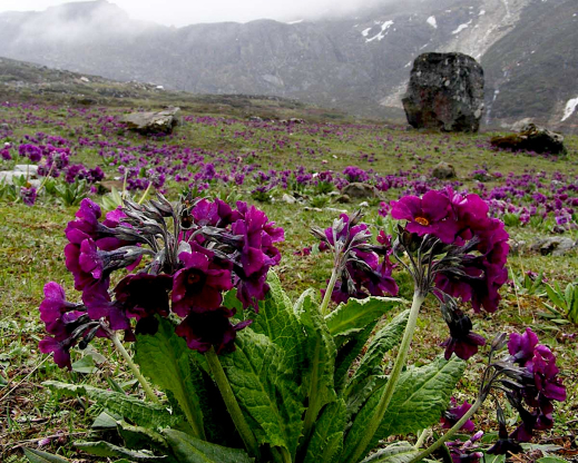 Primula calderiana      