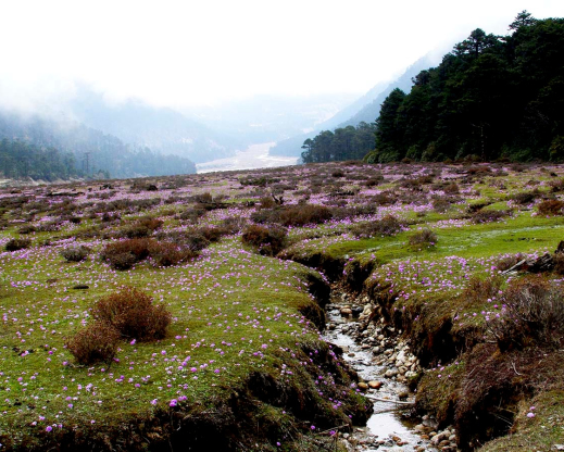 Primula denticulata covering Yumthang Valley during May 