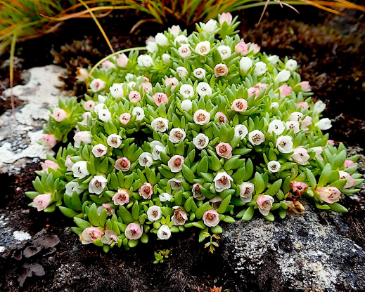 Rhodiola primuloides