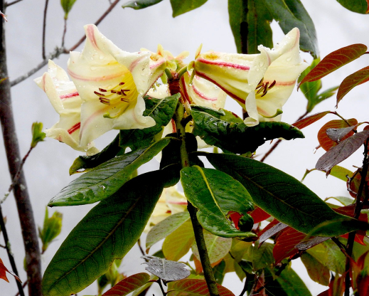 Rhododendron dalhousiae var. rhabdotum