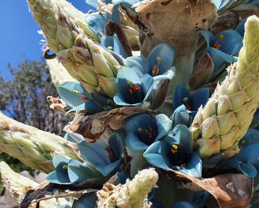 Puya x berteroniana 