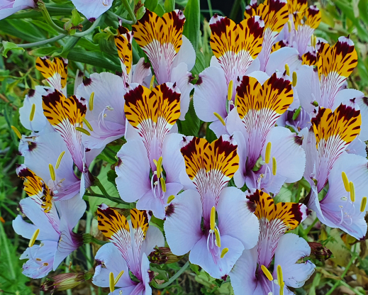 Alstroemeria pulchra            