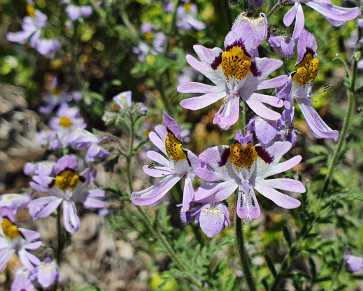 Schizanthus porrigens 