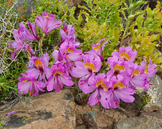 Alstroemeria magnifica         