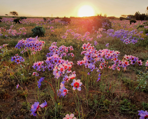 Leucocoryne purpurea 