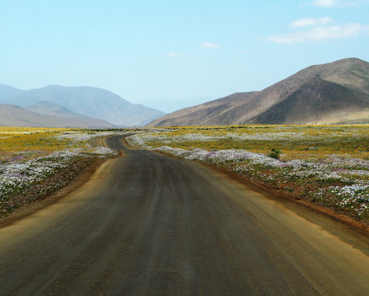 Road through the superbloom